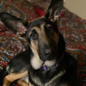 Meet your Posher, Brent